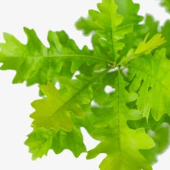 Bur Oak Tree -The Tree Center Bur Oak Tree 5G 05 copy 1 600x600 1