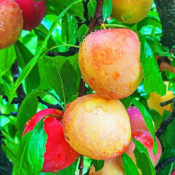 Burbank Plum Tree 2 Burbank Plum Tree - Image 2