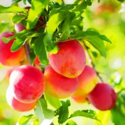 Burbank Plum Tree 5 Burbank Plum Tree -The Tree Center Burbank Plum Tree 3 1 jpg webp