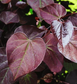 Burgundy Hearts Redbud