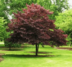 Burgundy Hearts Redbud -The Tree Center Burgundy Hearts® Redbud 3