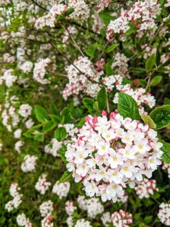 Burkwood Viburnum
