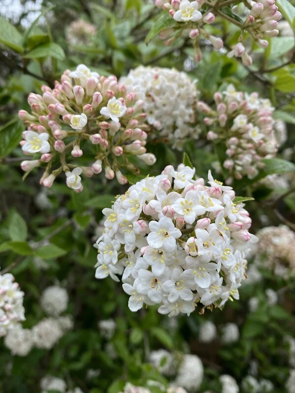 Burkwood Viburnum 2 Burkwood Viburnum - Image 2