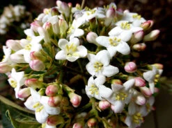 Burkwood Viburnum 9 Burkwood Viburnum -The Tree Center Burkwood Viburnum 2 copy 600x450 1