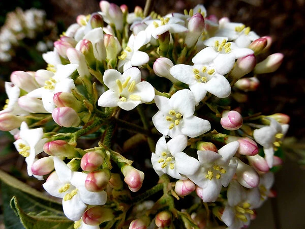 Burkwood Viburnum 5 Burkwood Viburnum - Image 5