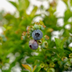 Bushel And Berry® Jelly Bean Blueberry -The Tree Center Bush And Berry Jelly Bean Blueberry 2G 02 copy 1 600x600 1