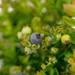 Bushel And Berry® Pink Icing Blueberry -The Tree Center Bush And Berry Jelly Bean Blueberry 2G 03 copy 1 600x600 1