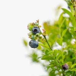 Bushel And Berry® Jelly Bean Blueberry -The Tree Center Bush And Berry Jelly Bean Blueberry 2G 05 copy 2 600x600 1