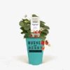Bushel And Berry® Rosy Belle Strawberry