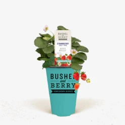 Bushel And Berry® Rosy Belle Strawberry