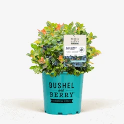 Bushel And Berry® Peach Sorbet Blueberry