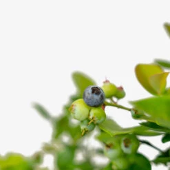 Bushel And Berry® Peach Sorbet Blueberry -The Tree Center Bushel And Berry Peach Sorbet Blueberry 2G 03 copy 1 600x600 2