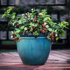 Bushel And Berry® Baby Cakes Blackberry 9 Bushel And Berry® Baby Cakes Blackberry -The Tree Center Bushel Berry Baby Cakes Blackberry 1 copy 600x600 1