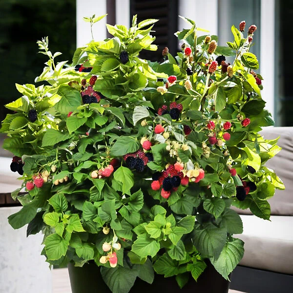 Bushel And Berry® Baby Cakes Blackberry 3 Bushel And Berry® Baby Cakes Blackberry - Image 3