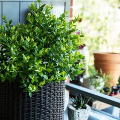 Bushel And Berry® Blueberry Buckle -The Tree Center Bushel Berry Blueberry Buckle 2 copy 600x600 1