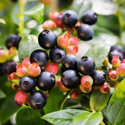 Bushel And Berry® Blueberry Glaze -The Tree Center Bushel Berry Blueberry Glaze 2 copy 600x600 1