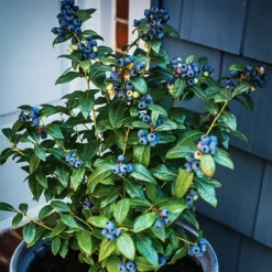 Bushel And Berry® Perpetua Blueberry -The Tree Center Bushel Berry Perpetua Blueberry 2 copy jpeg webp
