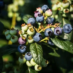 Bushel And Berry® Perpetua Blueberry