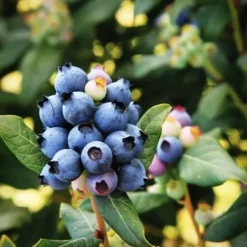 Bushel And Berry® Perpetua Blueberry -The Tree Center Bushel Berry Perpetua Blueberry 4 copy jpeg webp