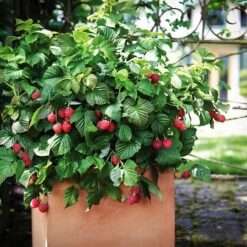 Bushel And Berry® Raspberry Shortcake -The Tree Center Bushel Berry Raspberry Shortcake 1 copy 600x600 1