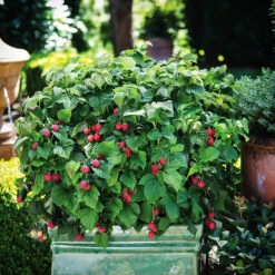 Bushel And Berry® Raspberry Shortcake -The Tree Center Bushel Berry Raspberry Shortcake 4 copy 600x600 1