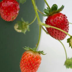 Bushel And Berry® Rosy Belle Strawberry -The Tree Center Bushel and Berry Rosy Belle Strawberry 03 copy 600x600 1