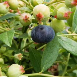 Bushel And Berry® Sapphire Cascade Blueberry -The Tree Center Bushel and Berry Sapphire Cascade Blueberry 01 copy 600x600 1