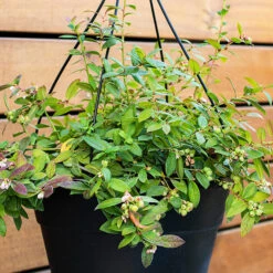 Bushel And Berry® Sapphire Cascade Blueberry -The Tree Center Bushel and Berry Sapphire Cascade Blueberry 2 copy 600x600 1