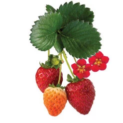 Bushel And Berry® Scarlet Belle Strawberry -The Tree Center Bushel and Berry Scarlet Belle Strawberry 03 600x600 1