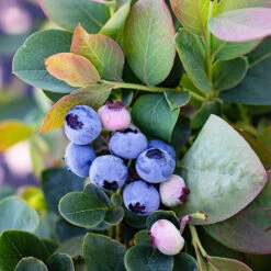 Bushel And Berry® Silver Dollar Blueberry -The Tree Center Bushel and Berry Silver Dollar Blueberry 1 copy 600x600 1