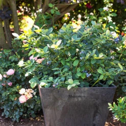 Bushel And Berry® Silver Dollar Blueberry -The Tree Center Bushel and Berry Silver Dollar Blueberry 2 copy 600x600 1