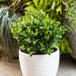 Bushel And Berry® Southern Bluebelle Blueberry -The Tree Center Bushel and Berry Southern Bluebelle Blueberry 1 copy 600x600 1