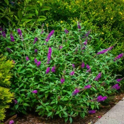 Miss Violet Butterfly Bush