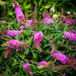 Pugster® Pink Butterfly Bush 5 Pugster® Pink Butterfly Bush -The Tree Center Butterfly Bush Pugster Pink 02 1 600x600 1