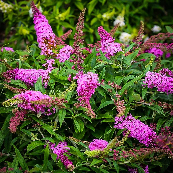 Pugster® Pink Butterfly Bush 3 Pugster® Pink Butterfly Bush - Image 3