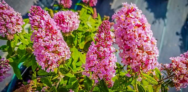 Pugster® Pink Butterfly Bush 2 Pugster® Pink Butterfly Bush - Image 2