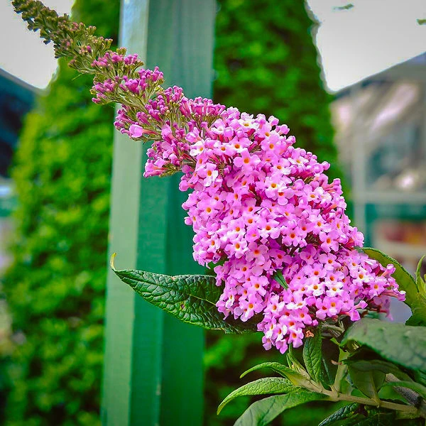 Pugster® Pink Butterfly Bush 1 Pugster® Pink Butterfly Bush