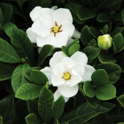 Buttons Gardenia
