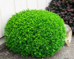 Winter Gem Boxwood -The Tree Center Buxus Winter Gem 1 600x473 1