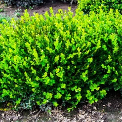 Winter Gem Boxwood -The Tree Center Buxus Winter Gem 3 600x600 1