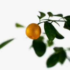 Calamondin Orange Tree -The Tree Center Calamondin Orange Tree 5G 02 600x600 1