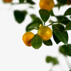 Calamondin Orange Tree