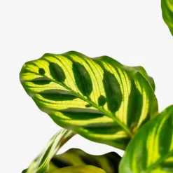 Calathea Peacock -The Tree Center Calathea Peacock 1G 02 copy 600x600 1