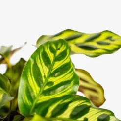 Calathea Peacock -The Tree Center Calathea Peacock 1G 03 copy 600x600 1