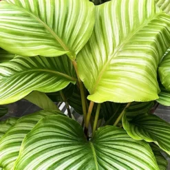 Calathea Prayer Plant -The Tree Center Calathea Prayer Plant 2 copy jpg webp