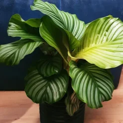 Calathea Prayer Plant -The Tree Center Calathea Prayer Plant 3 copy jpg webp