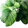 Calathea Prayer Plant