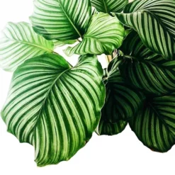 Calathea Prayer Plant