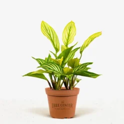 Calathea Vittata -The Tree Center Calathea Vittata 1G 01 jpg 600x600 1