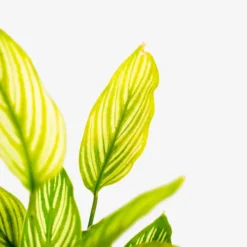 Calathea Vittata -The Tree Center Calathea Vittata 1G 04 copy 600x600 1